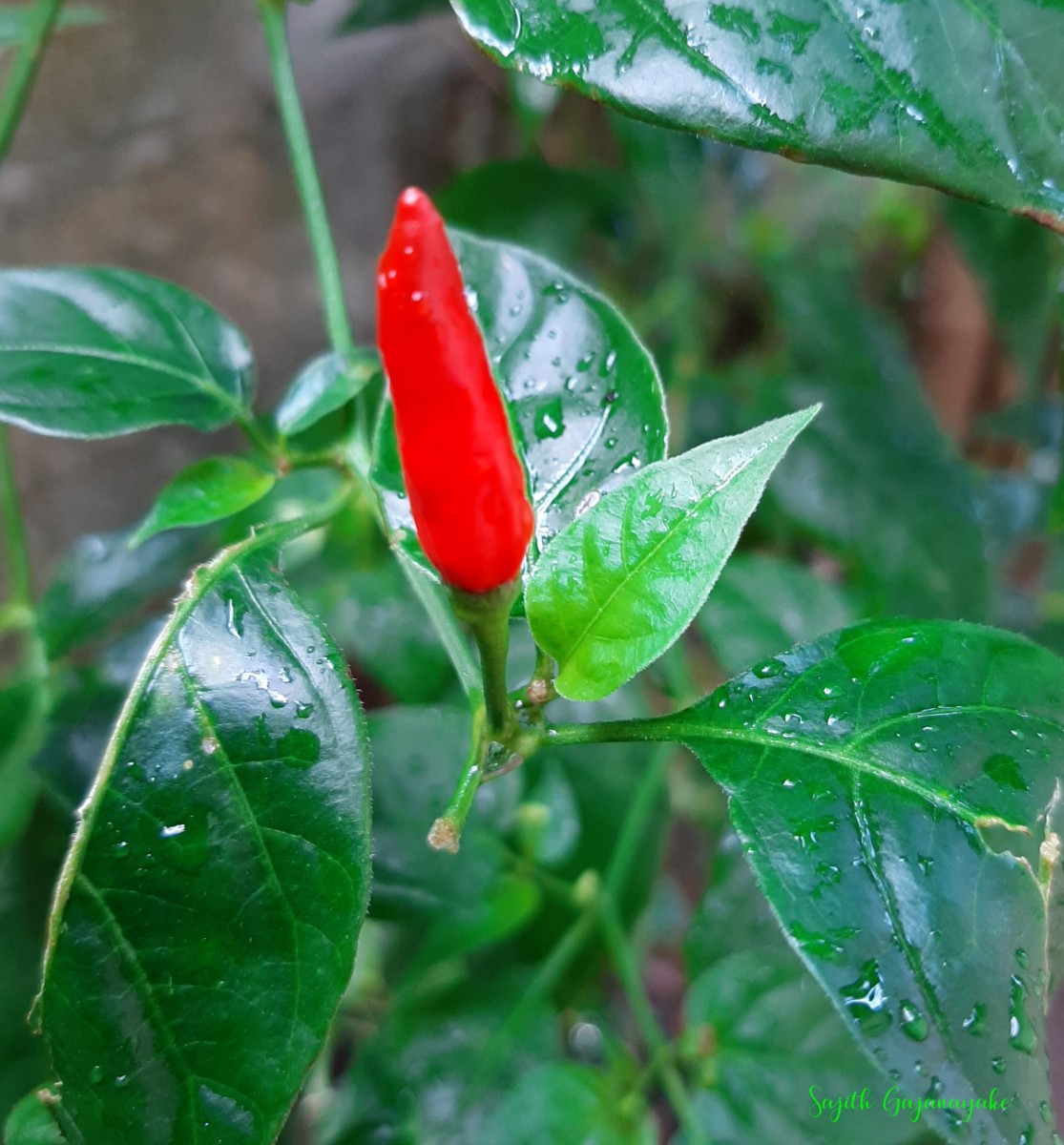 Capsicum frutescens L.